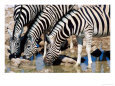 Zebras at Waterhole, Etosha National Park, Namibia