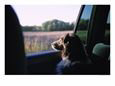 A Sheltie Looks Out the Window at a Field in Walton, Nebraska