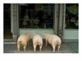 Three Plastic Pigs Window Shopping in New York