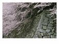 Cherry Blossoms Hang Over the Wall of Hikone Castle
