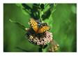 A Regal Fritillary Butterfly on a Milkweed Plant