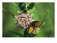 A Regal Fritillary Butterfly on a Milkweed Plant