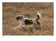 An English Springer Spaniel Runs Through the Grass