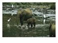 Juvenile Forest Elephants Rolling in Mud and Water of Langoue Bai