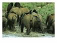 African Forest Elephants Running Out of Water in Langoue Bai