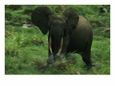 An Aggressively Posturing Forest Elephant at Langoue Bai