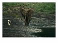 Forest Elephant with Trunk Raised Walking in Mud Around Langoue Bai