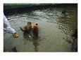 Dogs Swim and Retrieve Balls on Prospect Parks Dog Beach