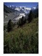 A Scenic View of the Morteratsch Glacier Near St Moritz, Morteratsch Glacier, Switzerland
