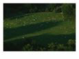 View of Sunbathers in a Central Park Meadow Designed by Frederick Law Olmsted and Calvert Vaux