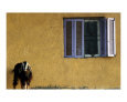 Goat And A Purple Window