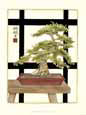 Zen Bonsai II