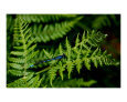 Damselfly on a fern
