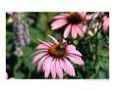 Butterflies II