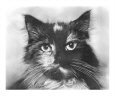Calico Cat