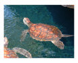 A Turtle