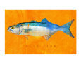 Bluefish Art on the Verge Animals