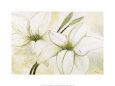 White Lilies
