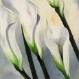 Calla Lily I