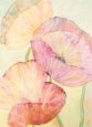 All Direction Poppies