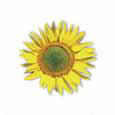 Sun Flower
