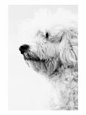 Portuguese Water Dog Profile