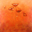 Poppy II