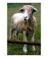 Baa