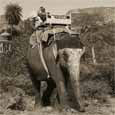 Man with Beard Riding Elephant