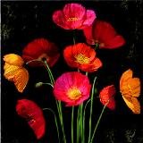 Poppy Bouquet I