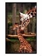 Baby Giraffe Being Licked by Mother, Edinburgh Zoo, January 1998