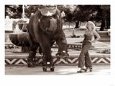 Untitled Animals Elephants