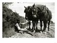 A Farmer Takes a Break with His 2 Horses after Ploughing His Field, 1934