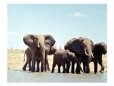 Elephants in the Tsavo National Park, Kenya, Africa, September 1965