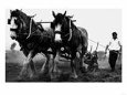 Ulster Clydesdale Pulling a Plough, July 1983