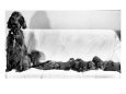 Wendy My Pride a Red Setter with a Litter of Eleven New Born Puppiesy London, December 1968
