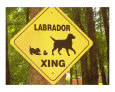 Dog Crossing