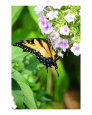 Butterfly on flowers