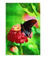 Butterfly on Red Flower