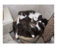 Sleepy kittens