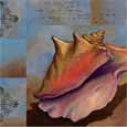 Sanibel Conch