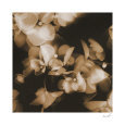 Hydrangeas