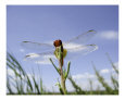 Dragonfly Art on the Verge Animals