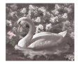 Swan in Reflection