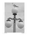 Bird Lamp