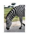 Bowing Zebra