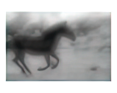 Black Dreams Art on the Verge Animals