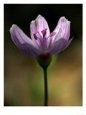 A Spring Beauty, Also Know as Fairy-Spud