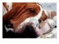 Bassett Hound with Puppies, December 1995