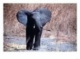 Elephant in Vaza National Park, Cameroon, 1987